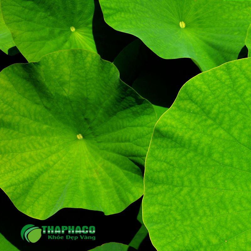Thaphaco không ngừng nỗ lực để đạt được các chứng nhận chất lượng quốc tế và giải thưởng uy tín