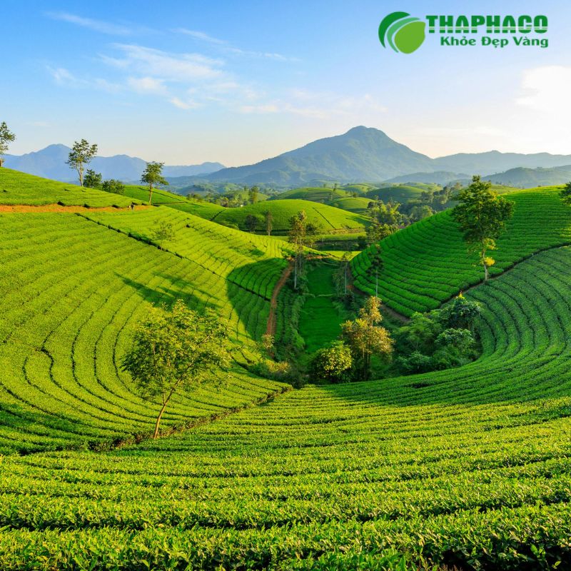 Thaphaco cam kết mang đến dược liệu "Sạch, Nguyên chất, Hiệu quả"