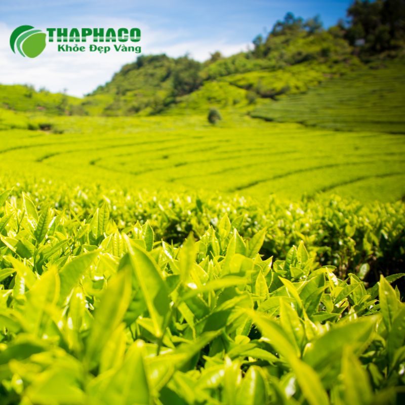 Thaphaco tự hào là đối tác tin cậy, mang đến dược liệu sạch, nguyên chất, hiệu quả cao