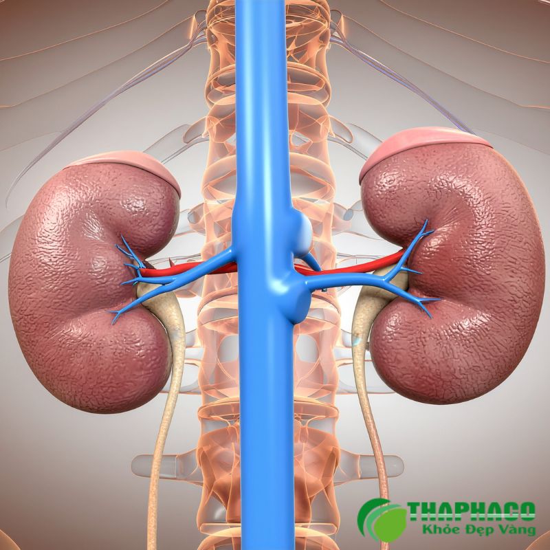 Suy thận cấp được phân loại thành ba nhóm chính: tiền thận, tại thận và sau thận