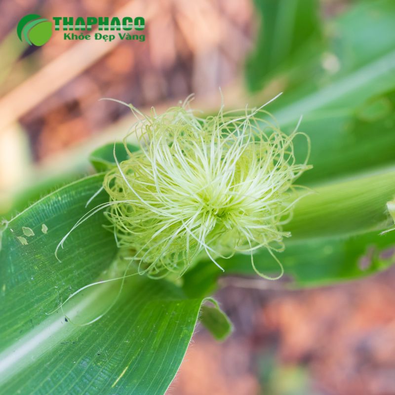 Thaphaco minh bạch về chất lượng sản phẩm bằng cách cung cấp đầy đủ chứng nhận
