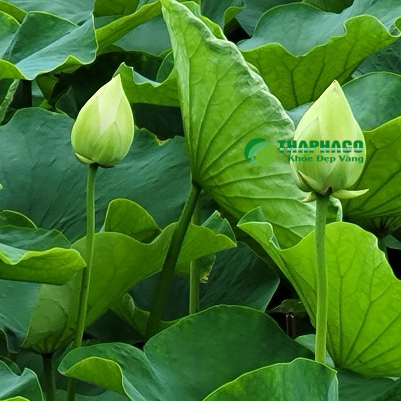 Dược liệu tự nhiên có thể hỗ trợ giảm cholesterol bằng cách ức chế hấp thu, tăng đào thải 