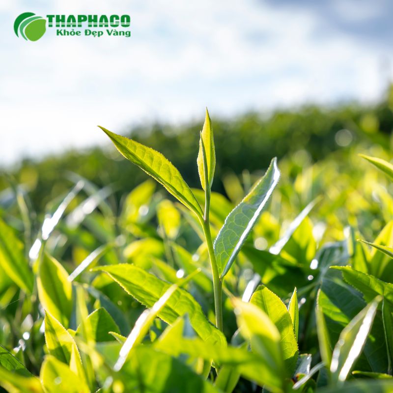 Thaphaco tự hào mang đến dược liệu sạch, nguyên chất, được kiểm định nghiêm ngặt