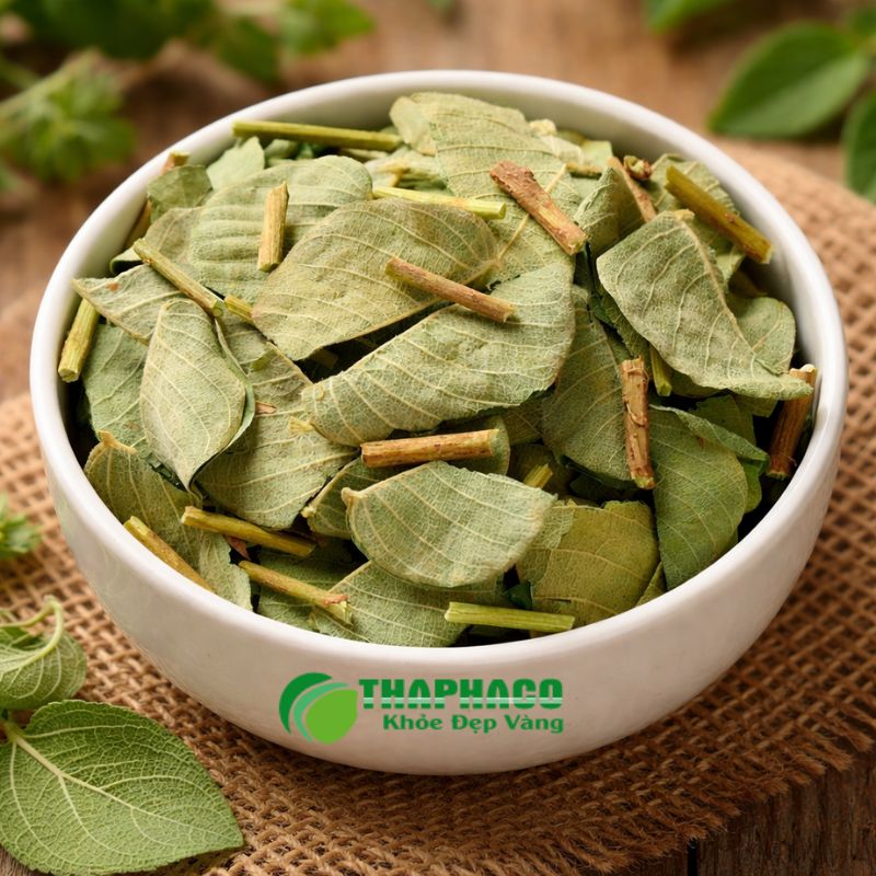 Kim Tiền Thảo là dược liệu quý với khả năng lợi tiểu mạnh mẽ, hỗ trợ bào mòn và đào thải sỏi thận