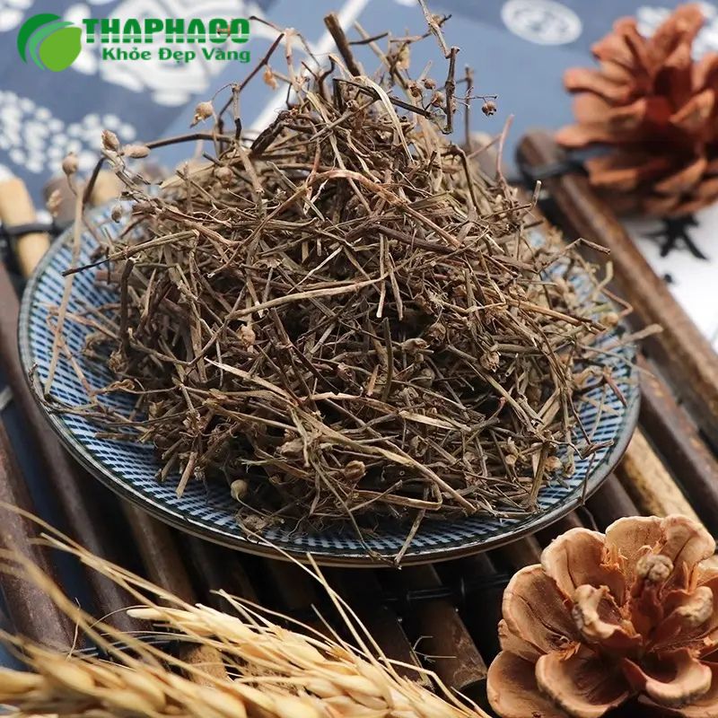 Cây Thuốc Dòi (Bọ Mắm) hỗ trợ kháng viêm, cầm máu hiệu quả