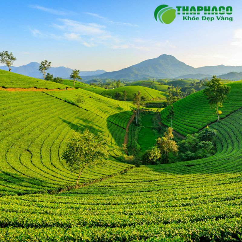 Thaphaco cam kết mang đến dược liệu "Sạch, Nguyên chất" hỗ trợ tiểu rắt hiệu quả