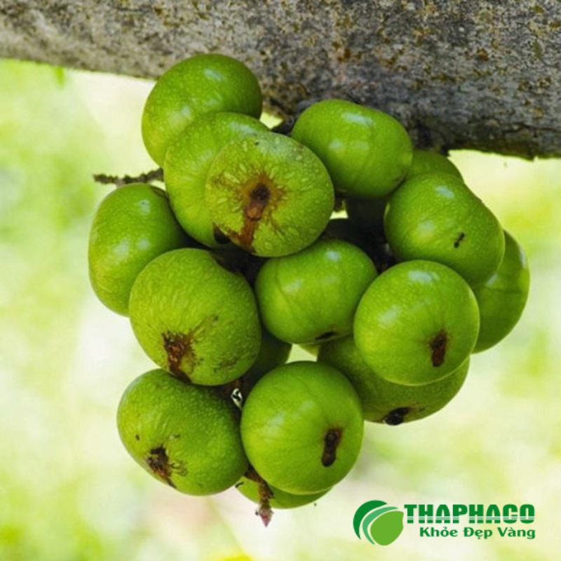 Thaphaco là lựa chọn uy tín cam kết dược liệu sạch, nguyên chất hỗ trợ sức khoẻ phái đẹp