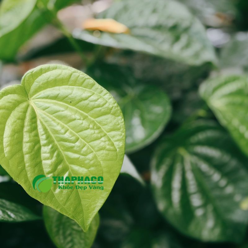 Thaphaco Mang Đến Giải Pháp Sạch, Nguyên Chất Cho Sức Khỏe Vùng Kín