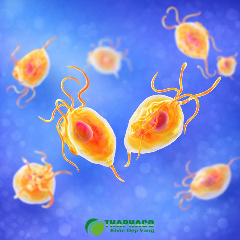 Viêm âm đạo do trùng roi gây ra bởi ký sinh trùng Trichomonas vaginalis qua đường tình dục