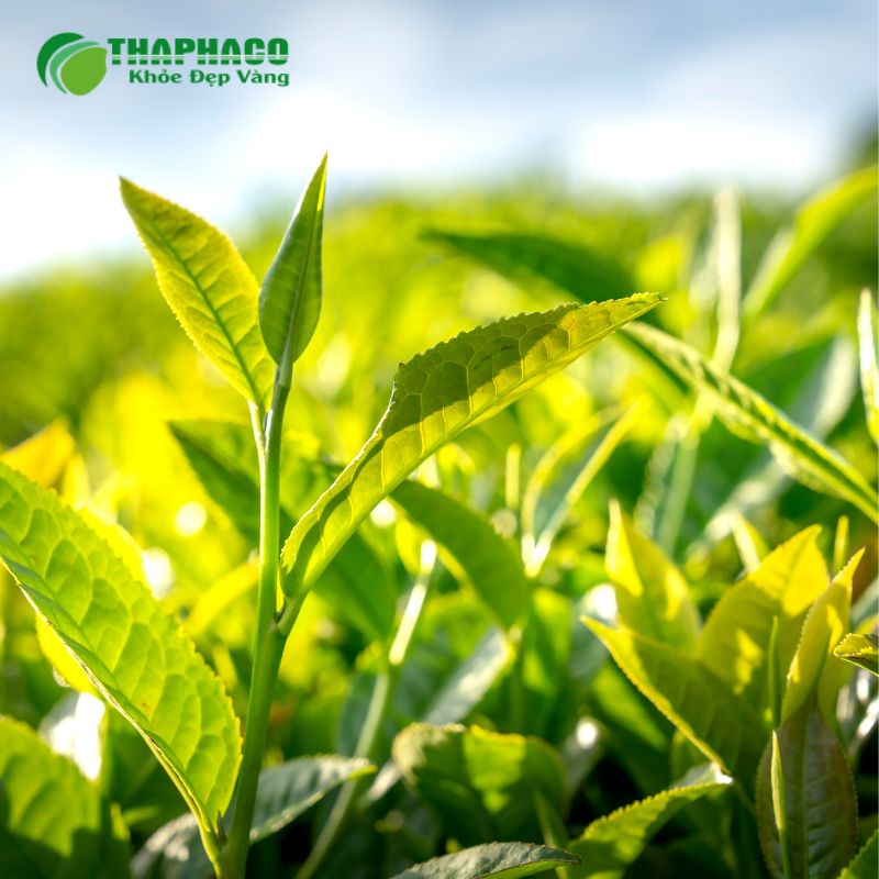 Hướng dẫn sử dụng dược liệu Thaphaco để hỗ trợ điều trị và phòng ngừa
