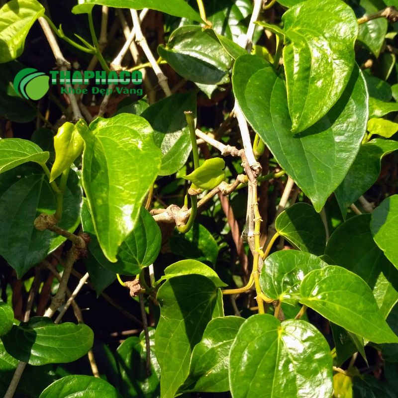 Điều trị viêm âm hộ bao gồm dùng thuốc y tế theo chỉ định và các giải pháp hỗ trợ từ thiên nhiên