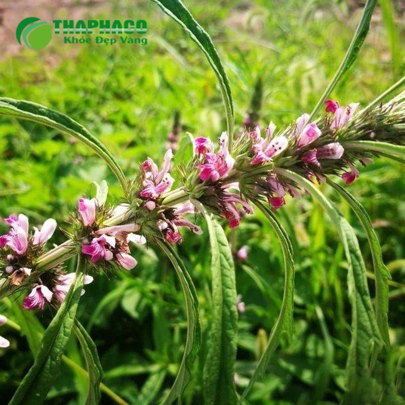 Dược Liệu Thaphaco Hỗ Trợ Chăm Sóc Sức Khỏe Buồng Trứng