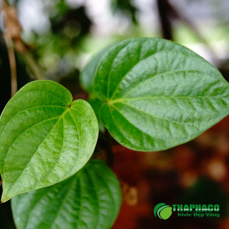 Một số bài thuốc dân gian như lá trầu không, nước muối loãng có thể hỗ trợ giảm viêm, làm sạch vùng kín