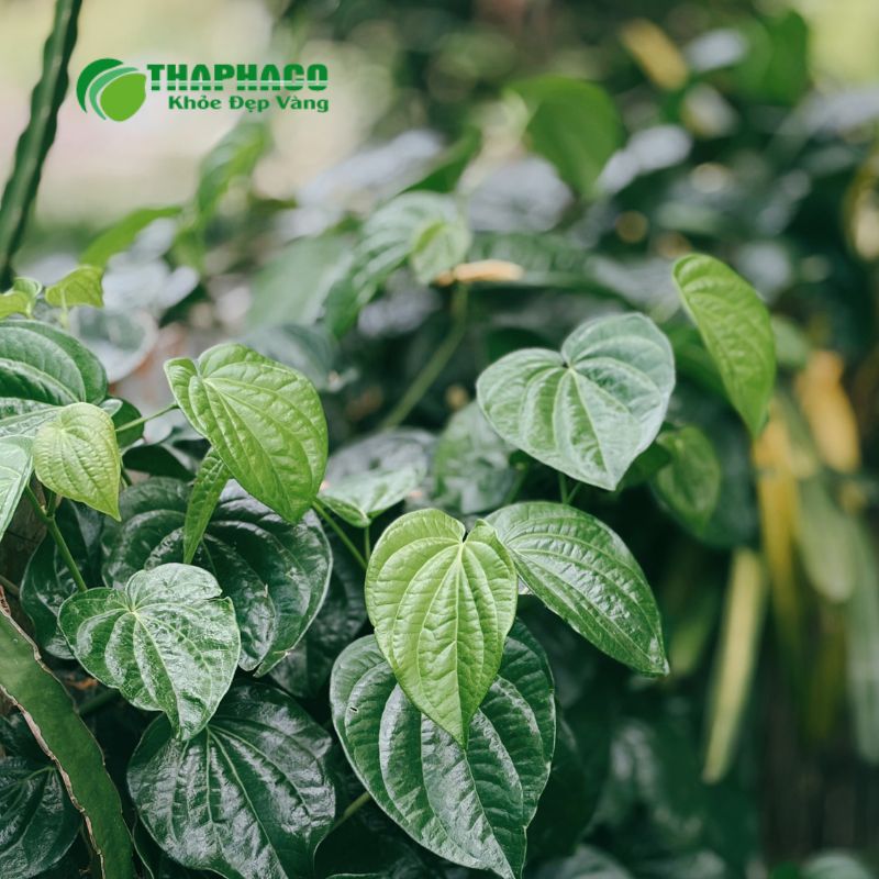 Thaphaco Là Địa Chỉ Uy Tín Cung Cấp Dược Liệu Hỗ Trợ Sức Khỏe Phụ Khoa Sạch, Nguyên Chất