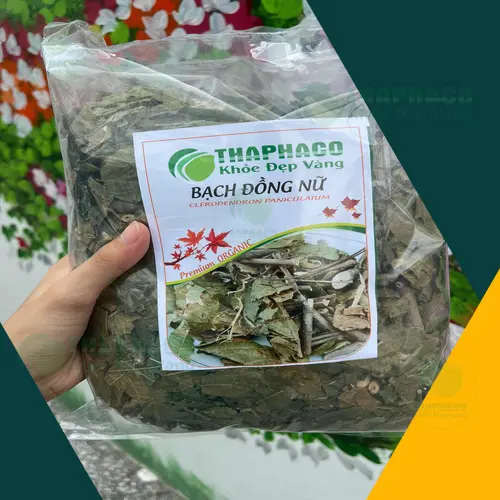 Lá cây bạch đồng nữ tươi