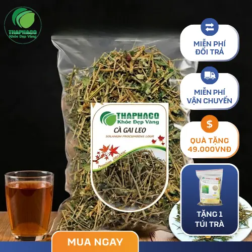 Hình ảnh cây cà gai leo, dược liệu quý cho sức khỏe gan