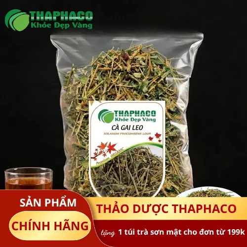 Cây cà gai leo tươi