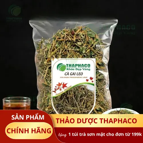 Cây cà gai leo với thân gai, lá xanh và quả đỏ