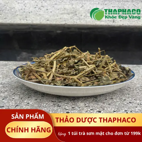 Cây cà gai leo tươi và khô