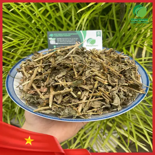 Cà gai leo tác động đến dạ dày như thế nào