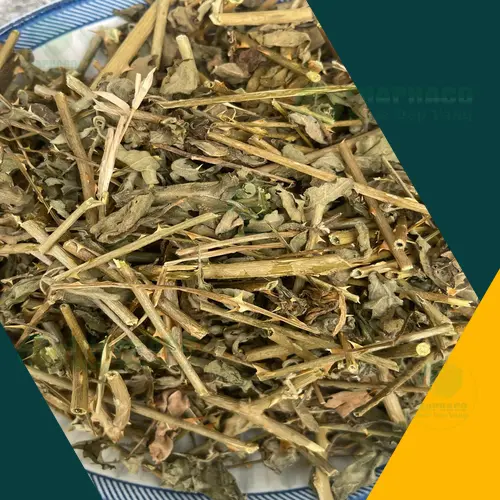 Người bị bệnh gan cần tham khảo ý kiến bác sĩ trước khi dùng cà gai leo