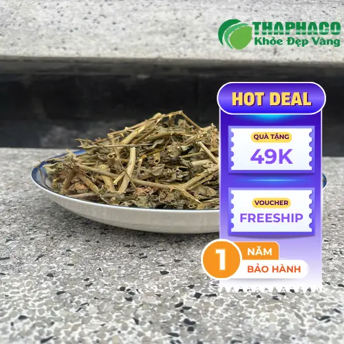 Quy trình sấy khô Cà Gai Leo hiện đại tại THAPHACO