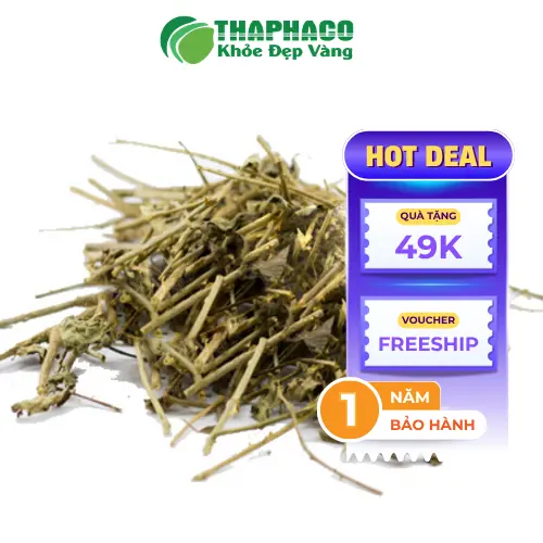 Công dụng hỗ trợ gan của Cà Gai Leo
