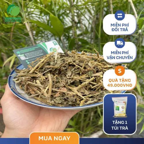 Cách sắc nước cà gai leo