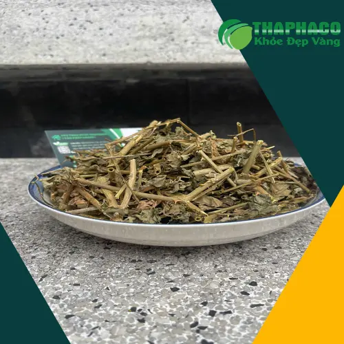Lưu ý khi dùng cà gai leo cho người đau dạ dày