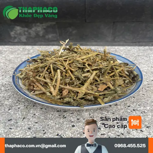 Lưu ý khi dùng cà gai leo cho người bệnh gan