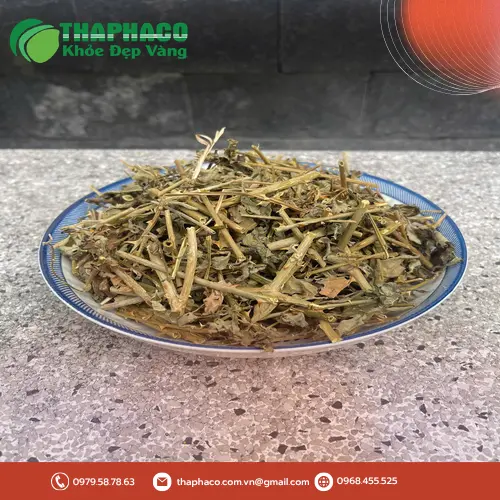 Công dụng hỗ trợ sức khỏe của Cà Gai Leo