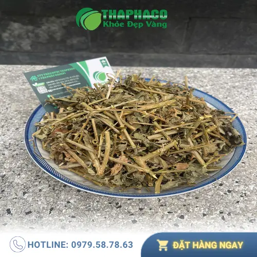 Cà gai leo khô đã sơ chế