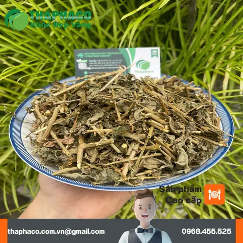 Nước sắc cà gai leo sau khi đun sôi, có màu vàng nhạt