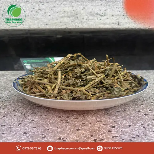 Đặt mua Cà Gai Leo sấy khô tại THAPHACO