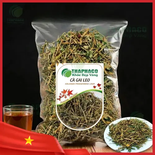 Lựa chọn cà gai leo phù hợp với nhu cầu