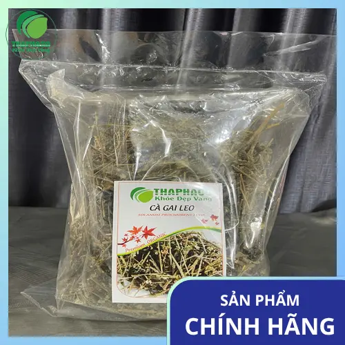 Thận trọng khi dùng cà gai leo cho người đau dạ dày