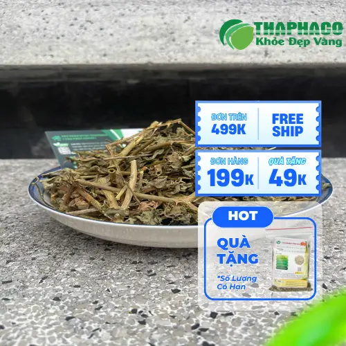 THAPHACO cung cấp cà gai leo chất lượng