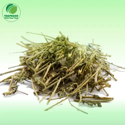 Đóng gói 1kg Cà Gai Leo Sấy Khô tại THAPHACO