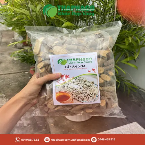 Bảo quản cây an xoa khô ở nơi khô ráo, thoáng mát
