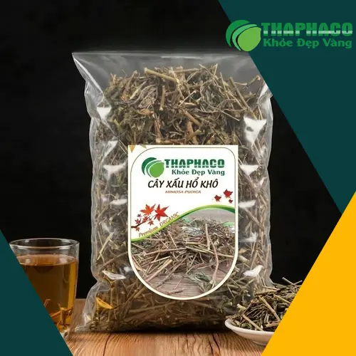 Cây xấu hổ đang phát triển tươi tốt trong tự nhiên