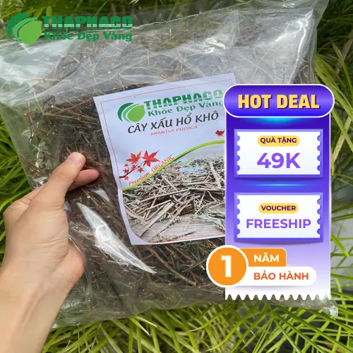 Rễ và thân cây xấu hổ đã được phơi khô để làm dược liệu