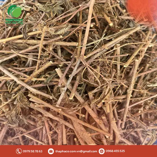 Nước sắc từ cây xấu hổ