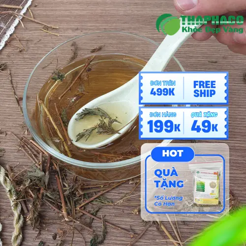 Rễ cây xấu hổ được sơ chế và phơi khô để sử dụng
