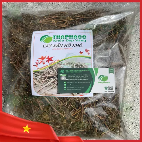 Lưu ý khi dùng cây xấu hổ để đảm bảo an toàn