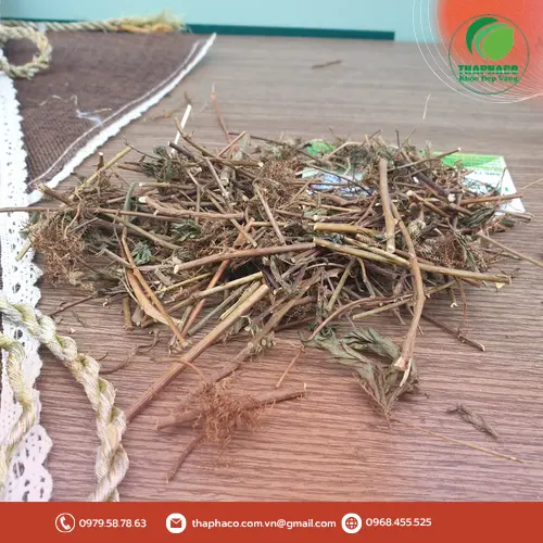 Sản phẩm cây xấu hổ chất lượng tại THAPHACO