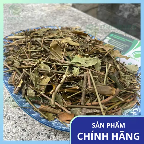 Hình ảnh chè vằng khô đã được sơ chế