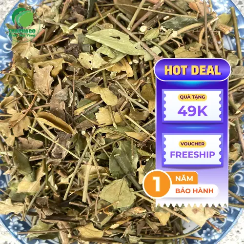 Quy trình chế biến Chè Vằng khô tại THAPHACO