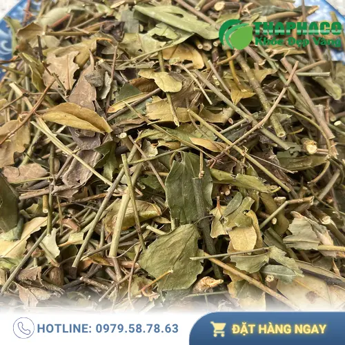 Chè Vằng hỗ trợ lợi sữa sau sinh