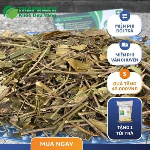 Chè vằng hỗ trợ nhiều khía cạnh sức khỏe cho mẹ sau sinh