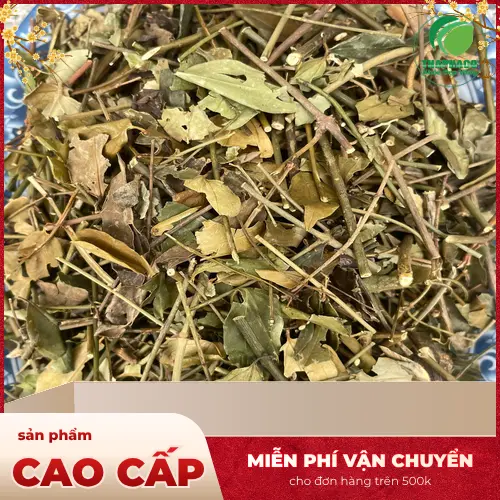 Quy trình sản xuất Chè Vằng Khô THAPHACO đảm bảo chất lượng